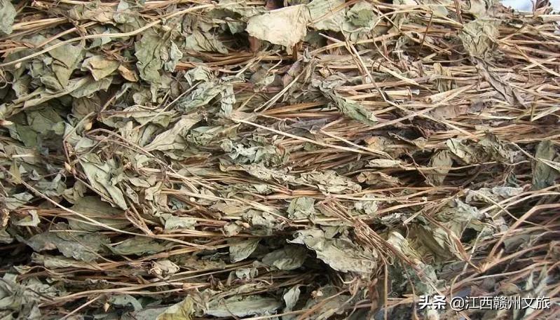 客家人说的狗舌藤什么功效,客家话狗贴耳