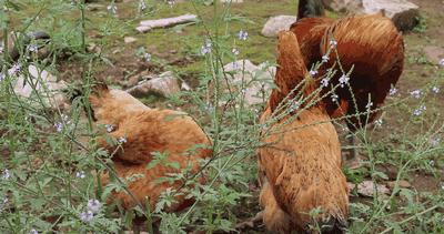 客家正宗窑鸡,客家古法窑鸡