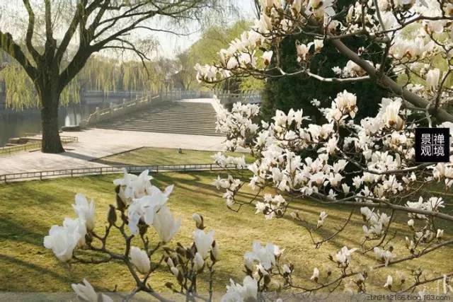 北方庭院室外耐寒植物,庭院驱蚊效果最好植物