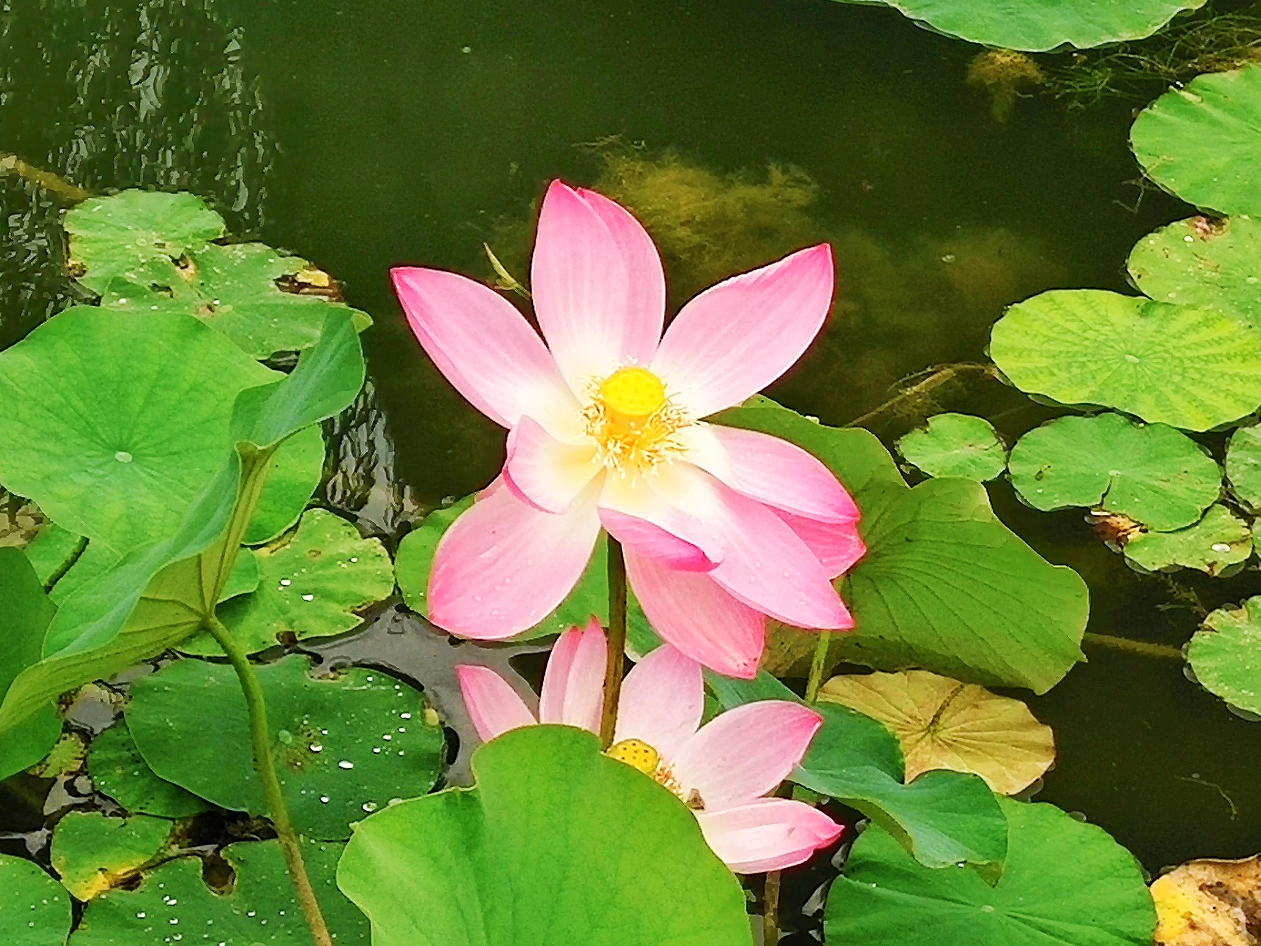 池塘里的荷花开了吗,池塘里的荷花开了表示什么