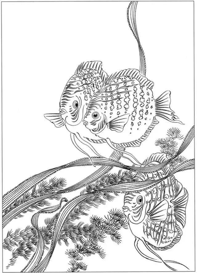 简单易画的工笔画线稿,各种鱼类工笔画图片