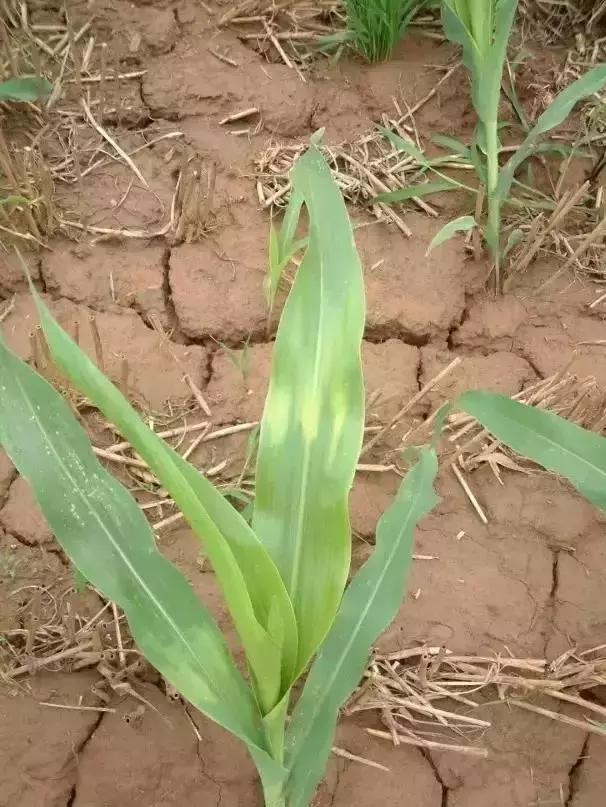 玉米苗前封闭除草剂药害表现,玉米受轻微大豆除草剂药害怎么办
