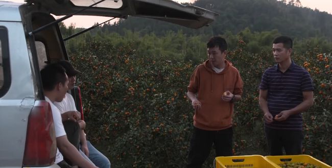 90后种植一水果年赚2000万,广西90后小伙回乡创业开农场