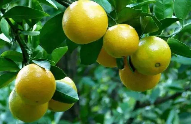 贡柑特点,贡柑的特点是什么