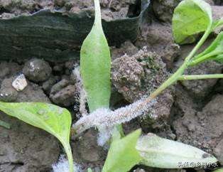 辣椒的灰霉病体现是什么症状,辣椒灰霉病会黄叶掉叶子吗