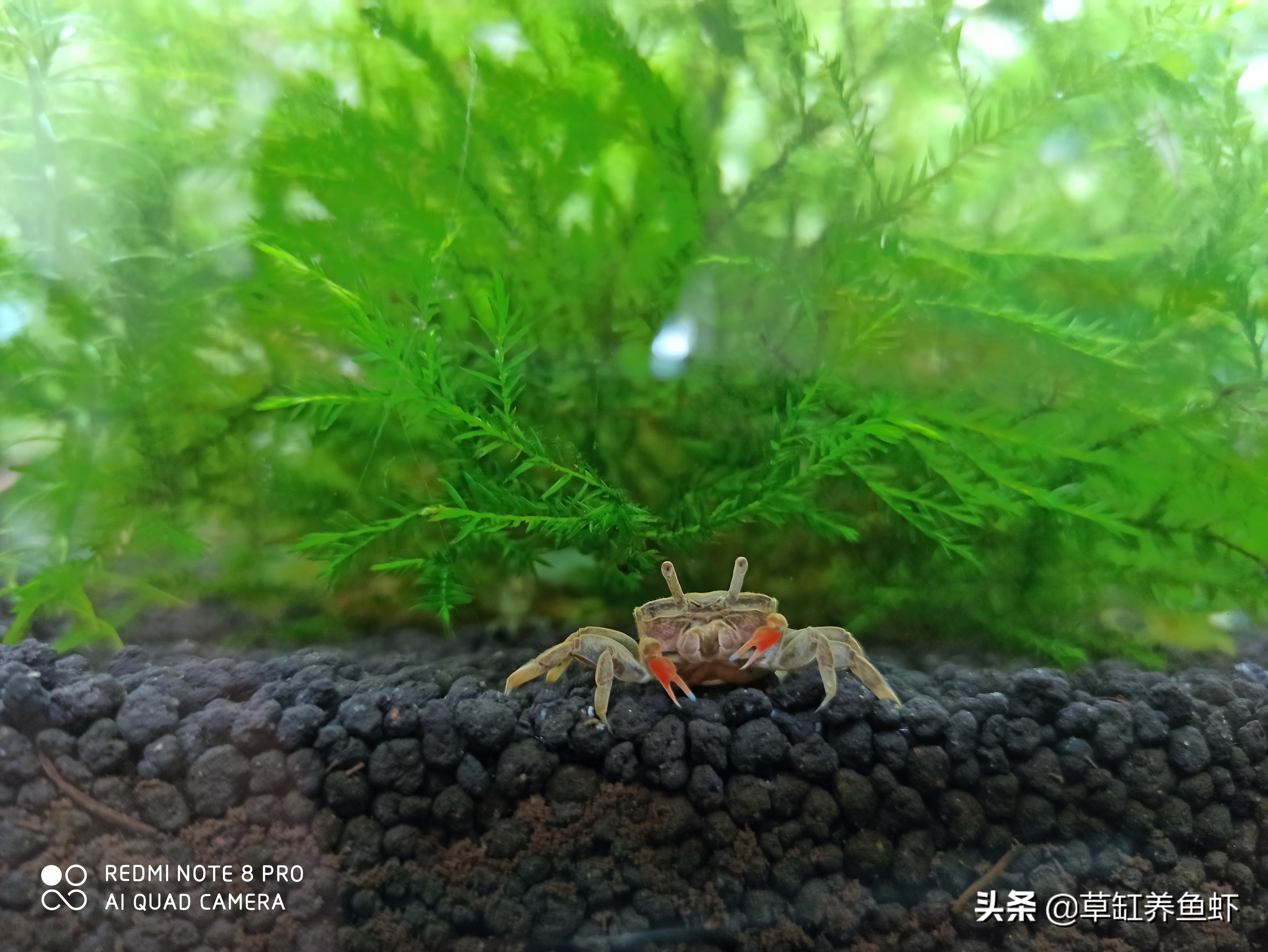 杜鹃根做莫斯树时间长会腐烂吗,莫斯树造景用沉木还是杜鹃根