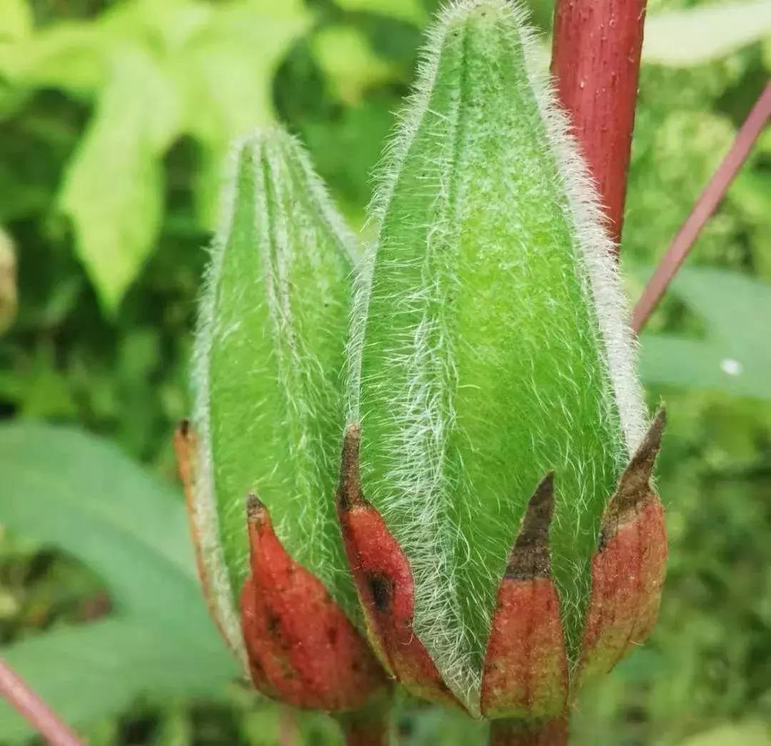 药食同源金花葵,金花葵是药食同源食品吗