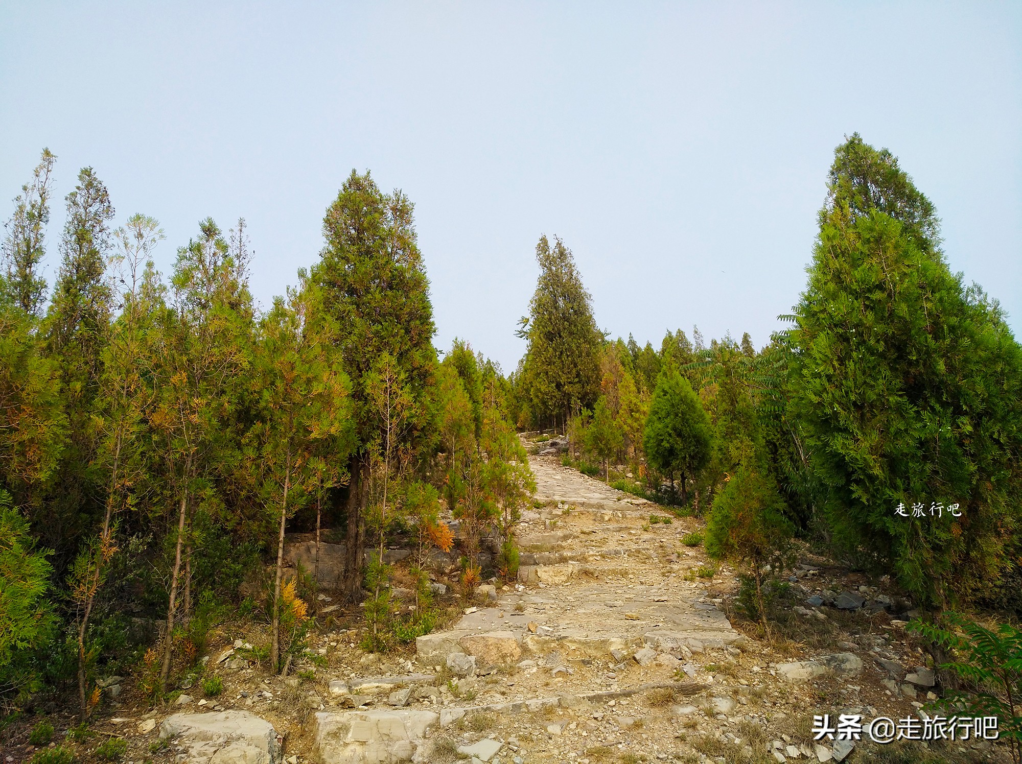 新乡凤凰山森林公园坐几路公交车,凤凰山森林公园新乡怎么开车上去