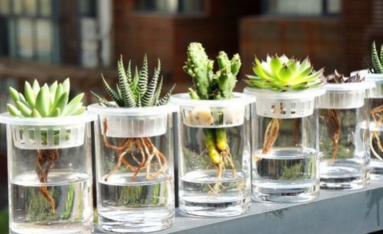 适合办公室的水培花卉植物,适合办公室水培植物有哪些