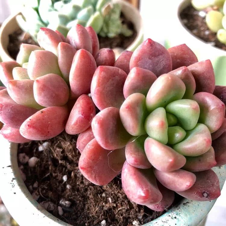 新手小白入坑多肉必看攻略,多肉新手入坑必备指南