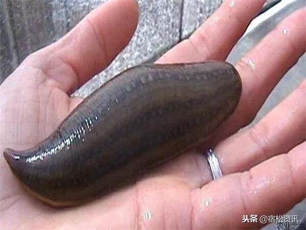 蚂蝗养殖新模式,专业养殖蚂蝗