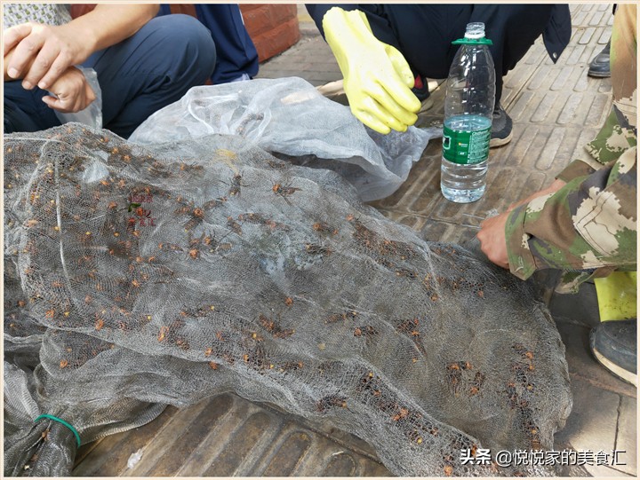 中蜂出售10元一只,农村大爷卖野蜂2元一只