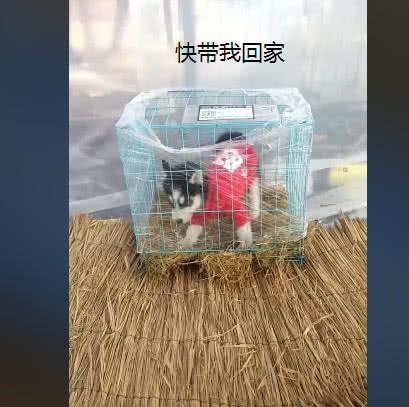 网购哈士奇到家视频,男子网购一只哈士奇打开包裹一看
