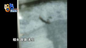 北京出租屋里有小虫子,出租屋全是虫子能退租吗