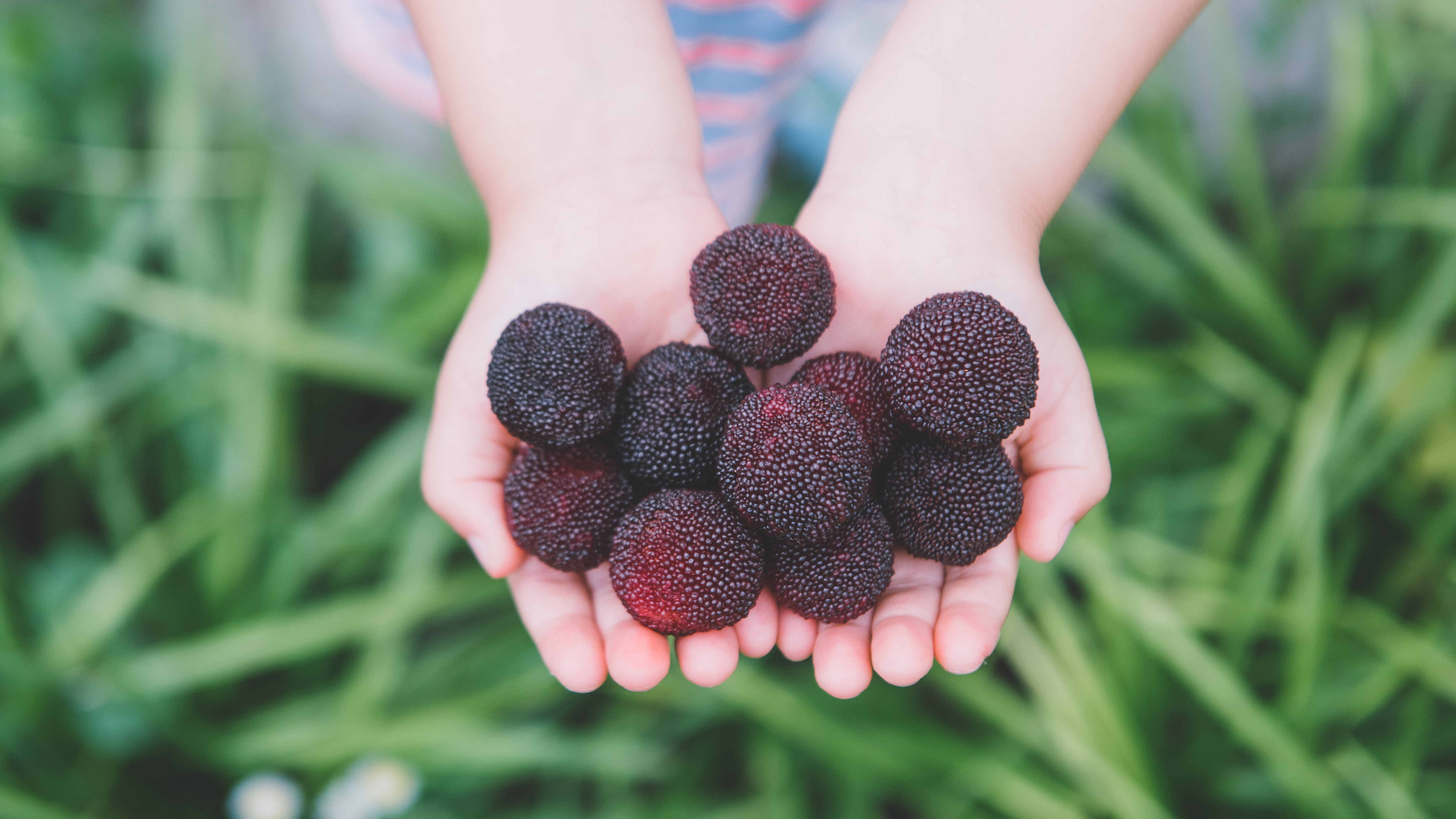 杨梅用什么方法吃不酸,杨梅果酱能酿酒吗