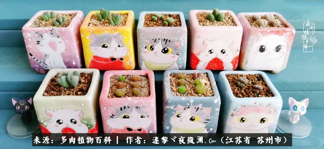 围观多肉版武林大会，一起穿越吧,下