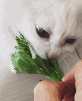 我家猫吞了根针险些丧命，这些东西千万别让猫碰