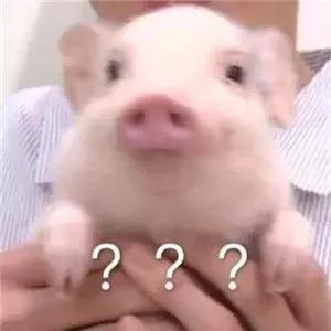 公猫可以有多个乳房吗,公猫也长乳房吗