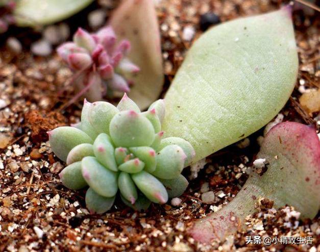 多肉植物叶插徒长怎么办,多肉叶插出苗了该怎么办