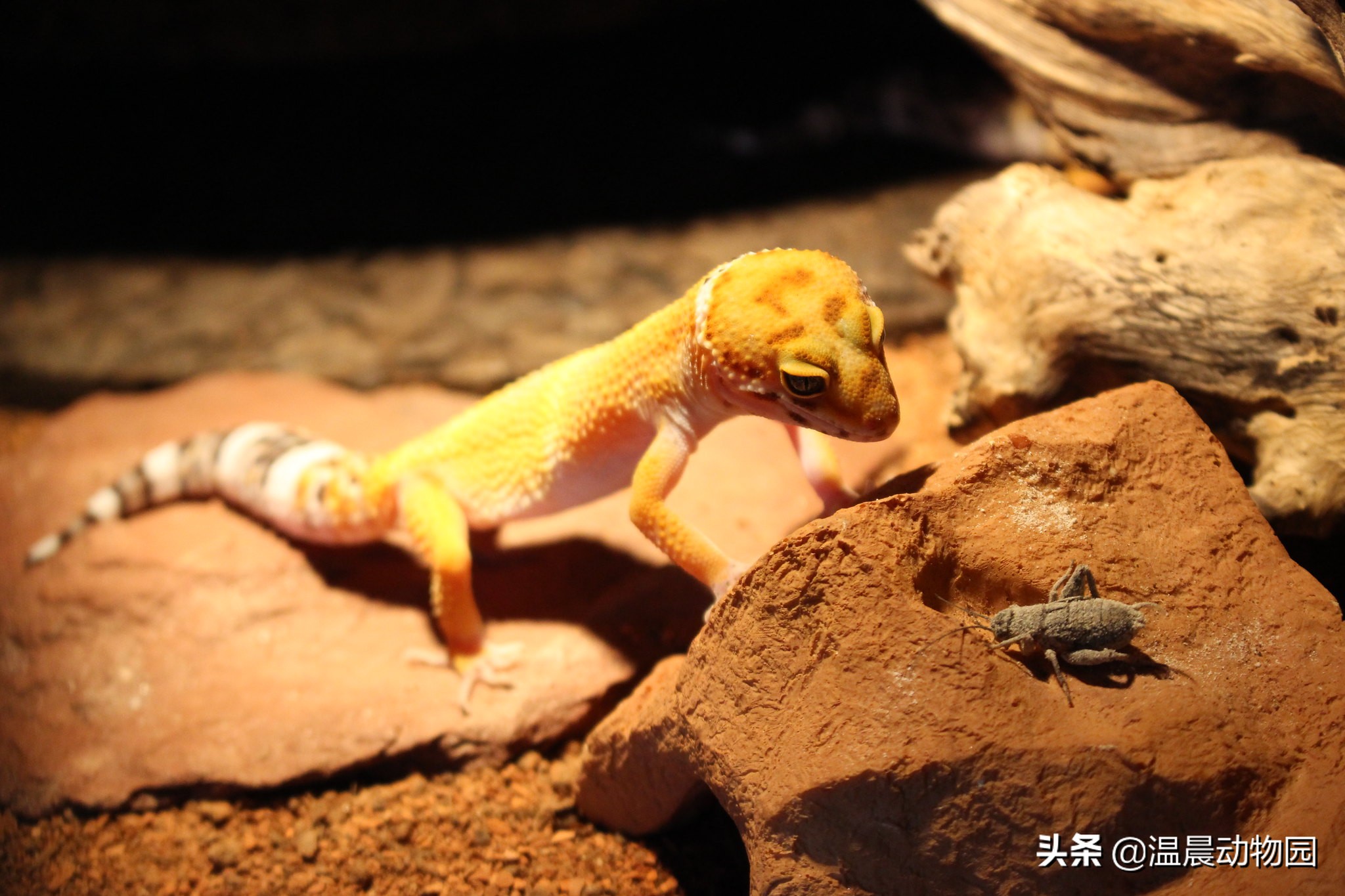 豹纹守宫饲养需要什么东西,饲养豹纹守宫需要准备什么