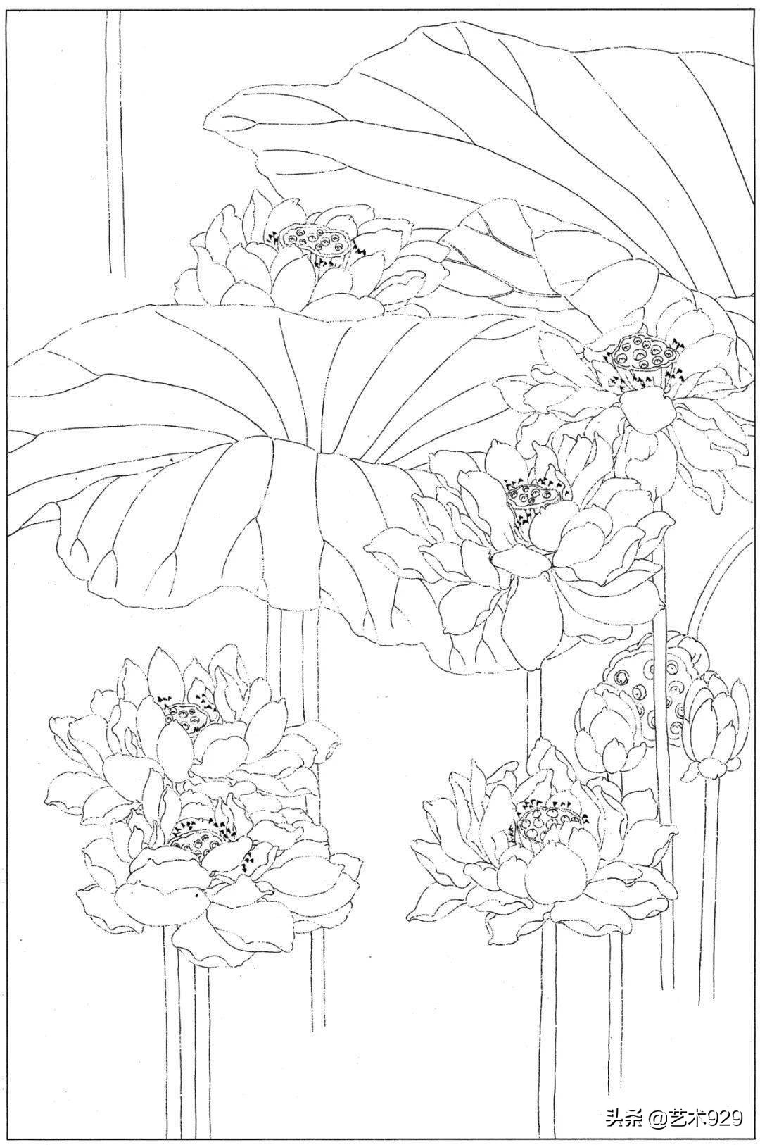 适合初学者的荷花白描画稿,荷花小品实用白描画稿