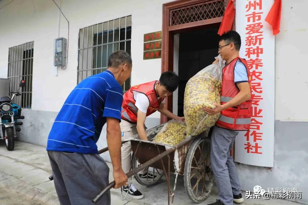 乡镇辣椒丰收信息,火红的辣椒映出红红火火的日子