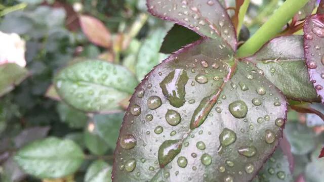 水晶之恋季方语,诗歌水晶之恋