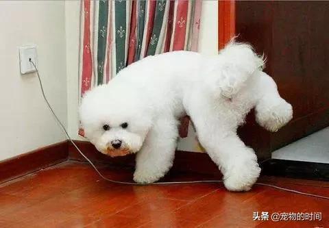 怎样训练狗狗不在家乱拉乱尿,狗狗最近在家乱尿是怎么回事