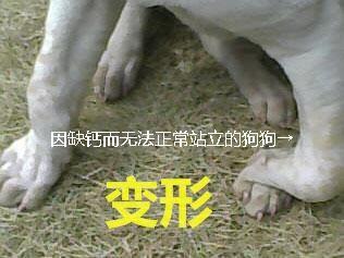 狗狗缺钙严重会站不起来视频,狗狗缺钙两后腿站不起来怎么办