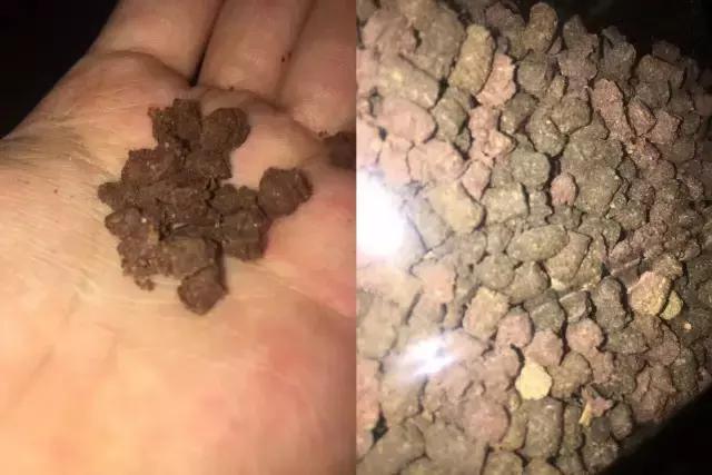 有一种龟为什么叫锯缘龟,锯缘龟八角灵龟