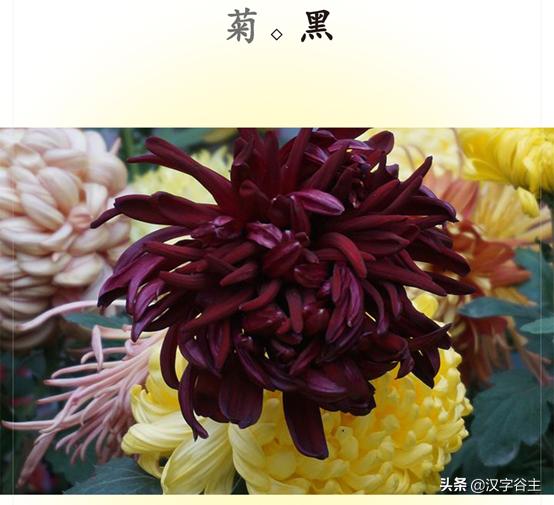 读“菊”，读出其自然本性与人文意象