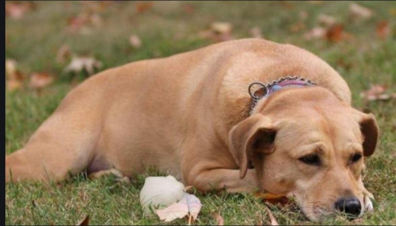 狗狗拉黄色稀屎怎么治疗,狗狗拉糊状屎怎么回事