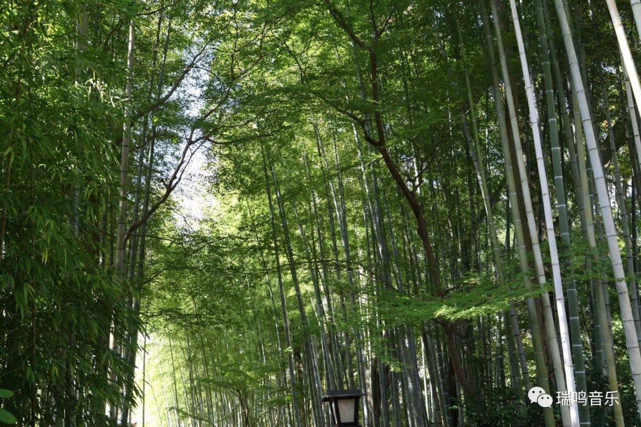 伊豆的舞女为什么是经典,伊豆的舞女中舞女的形象