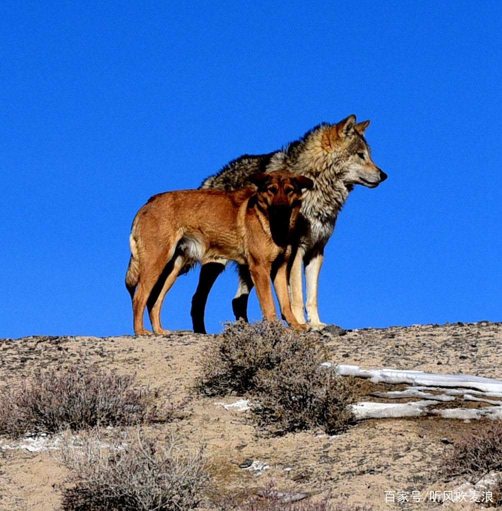 《遥远的乡愁》:老杨有过“背狼”经历,所以练就了一双铁脚板