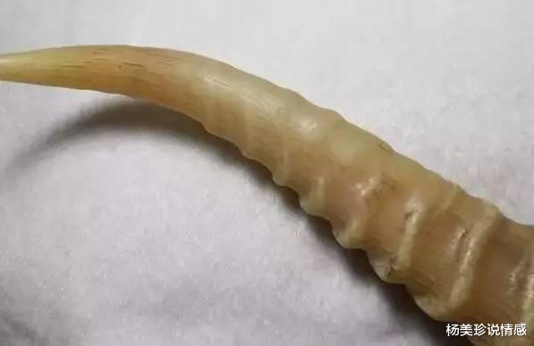 最残忍的十大文玩,带血的文玩有什么忌讳