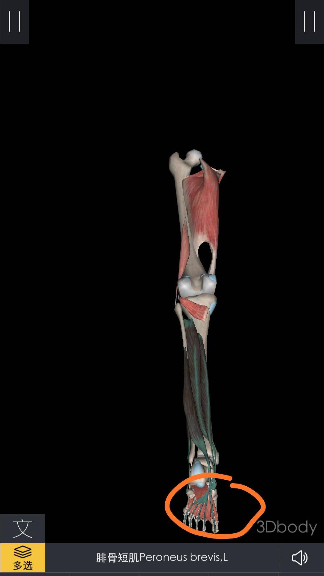 小腿粗壮按摩小腿会变瘦吗,怎么按摩小腿让小腿瘦下