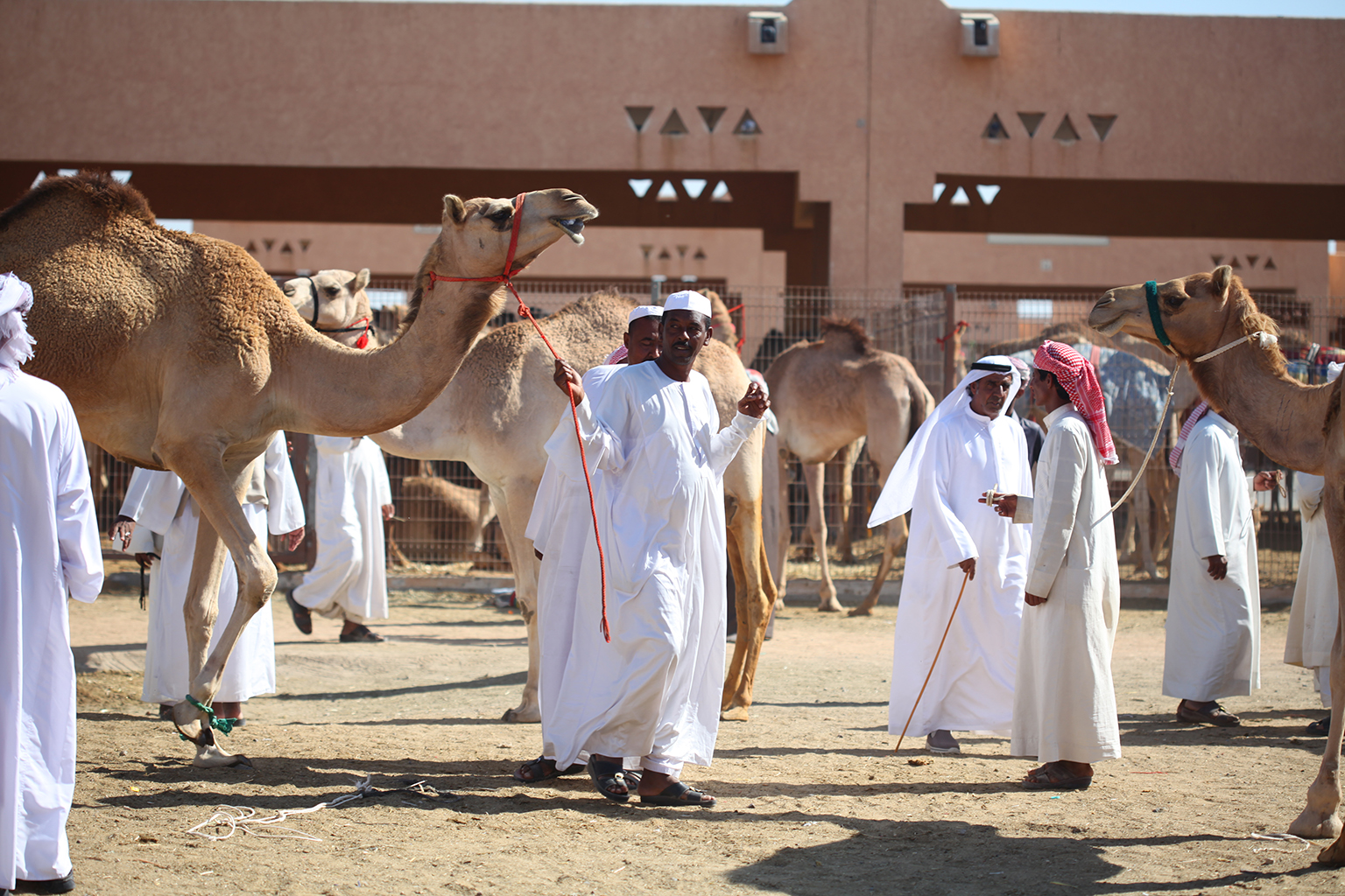 阿布扎比绿洲,阿布扎比土豪出行