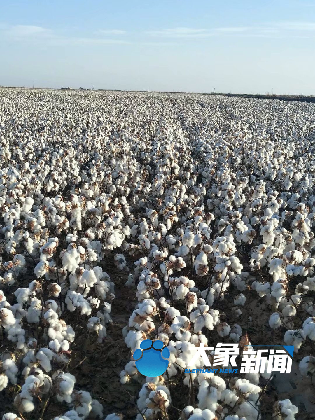 花开时节谁是采棉人｜跨越三千多公里的种棉人，用亲身经历还原赴疆采棉工的真实生活