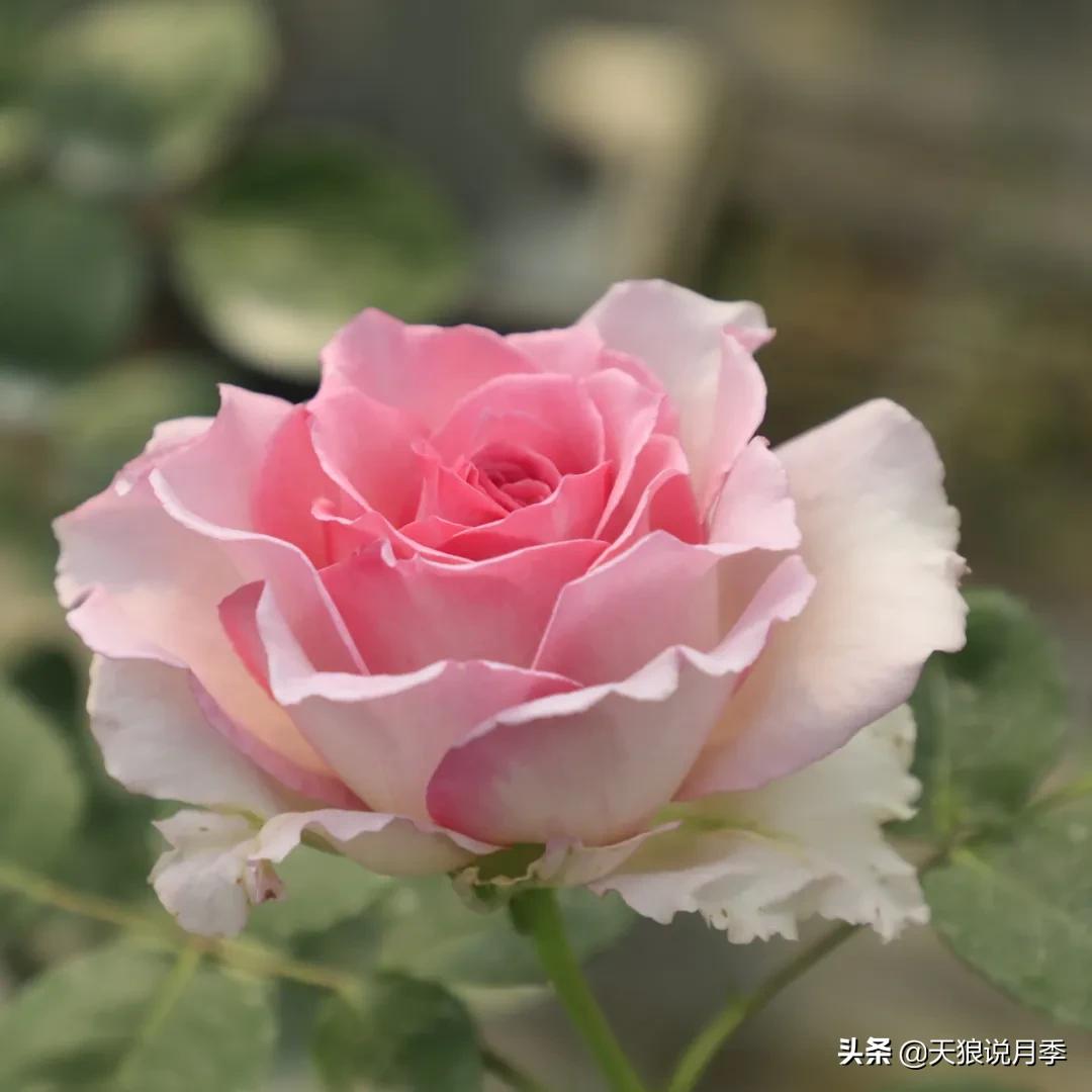 不容易，天狼自育终于打折了！空蒙只要50不到！