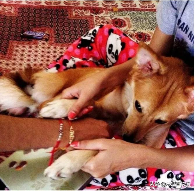 结婚狗狗不能跟吗,狗狗可以结婚吗