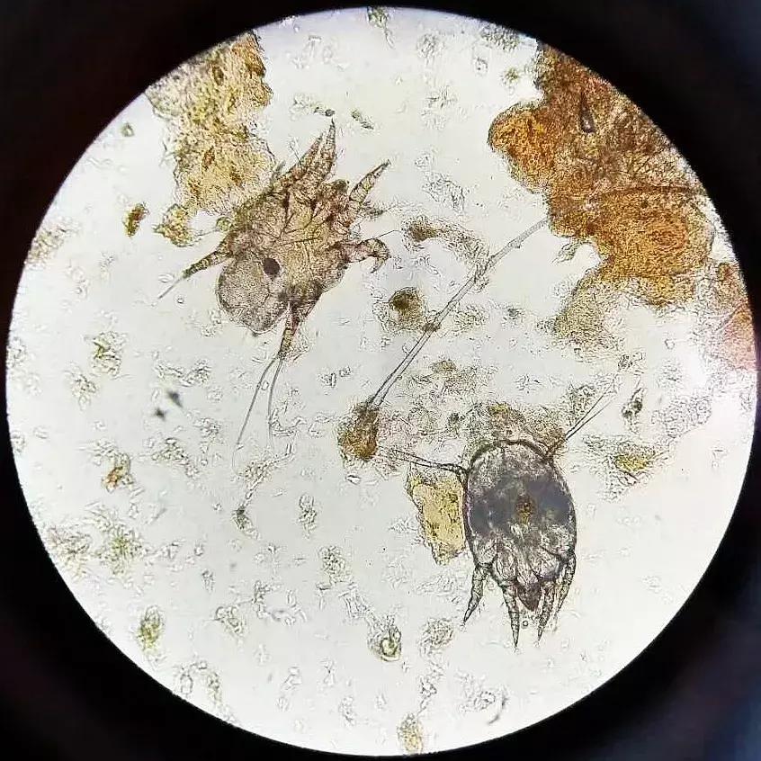 狗狗两腿内侧突然起红疹,狗狗身上起红疹用什么药