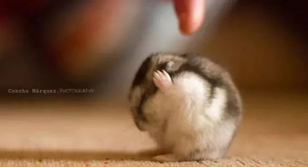 盘点各种呆萌生物,萌萌哒的动物图片大全