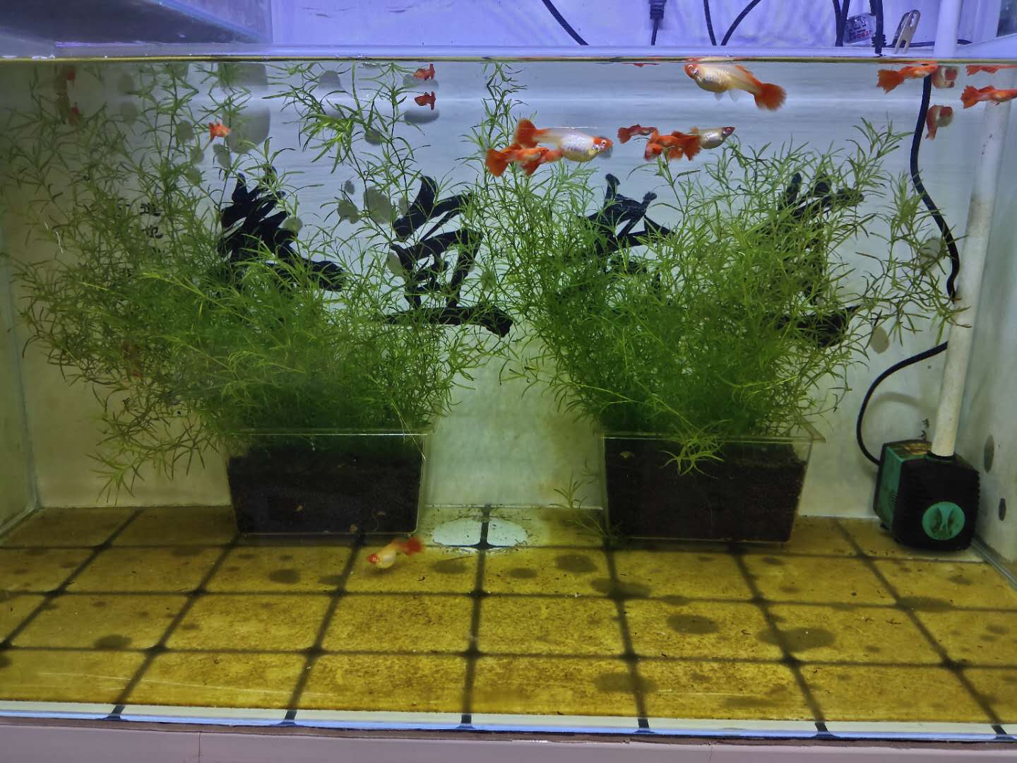 没有金鱼饲料给金鱼吃什么,金鱼除了吃鱼饲料还可以吃什么