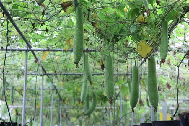 广东节瓜种植搭架技术,广东节瓜什么时候种植最好