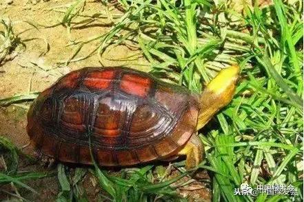 保护“断板龟”，绿会收到河南罗山志愿者中华保护地建设申请