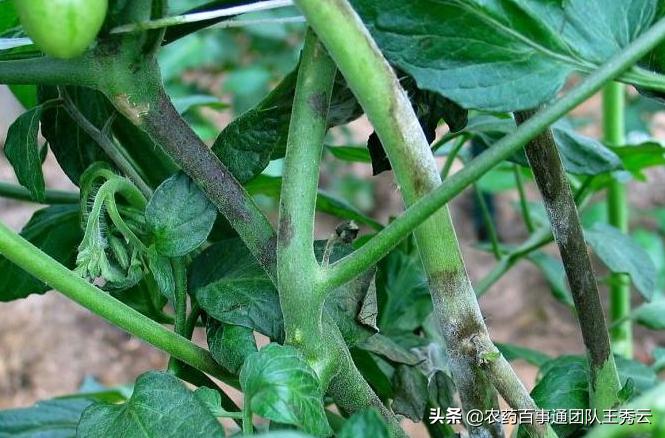 西红柿晚疫病难防治？这几点注意好了，看好原因才能对症下药