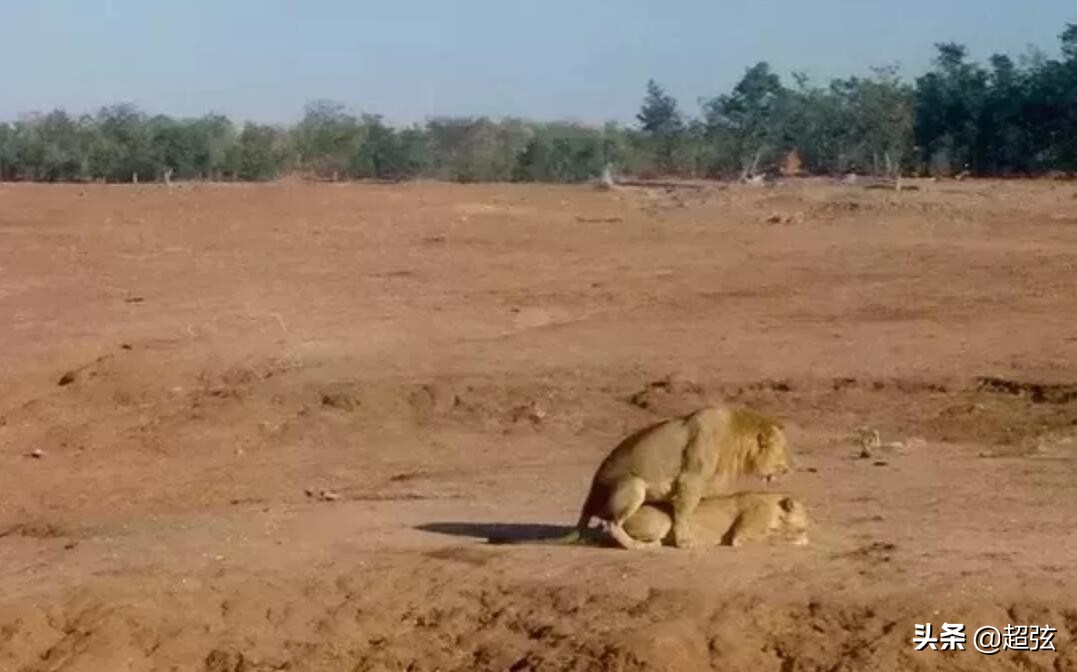 当你遇到狮子,遇到狮子该怎么办的搞笑版