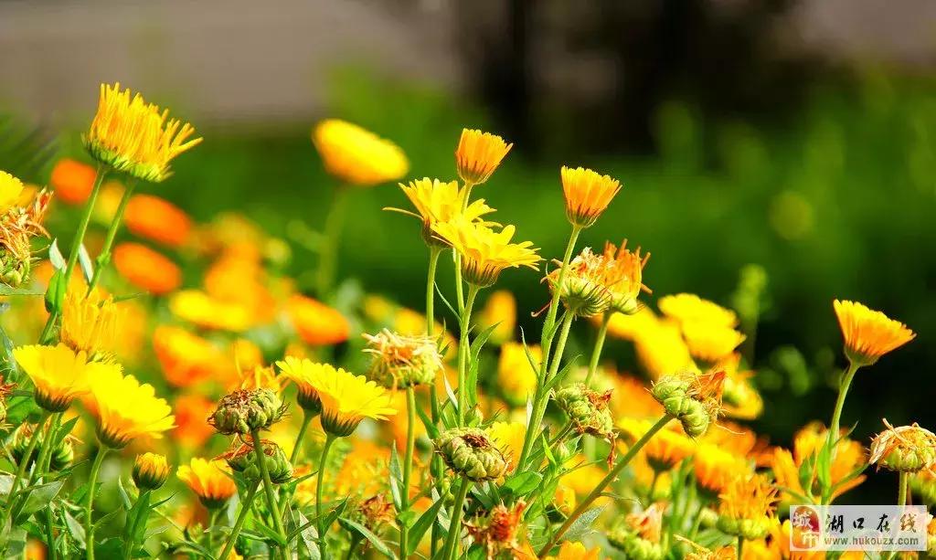 我叫湖口，这是我最新的简历