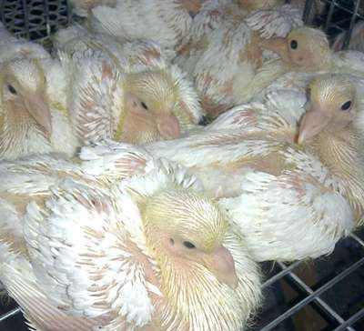 育雏肉鸽喂小鸭饲料可以么,肉鸽的人工孵化