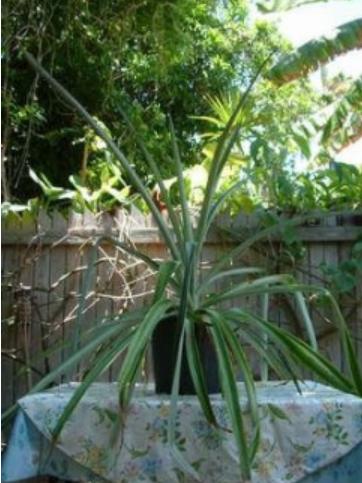 两分钟教你学会种菠萝,菠萝地该怎么种才能种出一棵菠萝